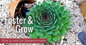 Foster & Grow - Sempervivum general care and identification