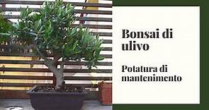 Bonsai di Ulivo. La potatura primaverile di mantenimento.