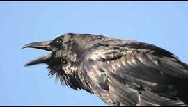 Common Raven Crowing
