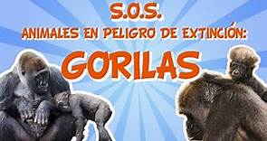 ¡Los gorilas están en peligro! SOS Animales en peligro de extinción| Vídeos Educativos para Niños