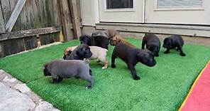 4 week old Cane Corso puppies