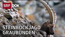 Steinbockjagd in Graubünden | Herr Jäger und sein Bock | Reportage | SRF