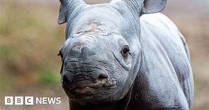 Chester Zoo celebrates critically endangered eastern black rhino birth