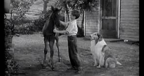 Lassie - Episode 3 - "The Colt" (09/26/1954) - directed by Sheldon Leonard