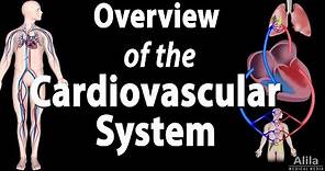 Cardiovascular System Overview, Animation