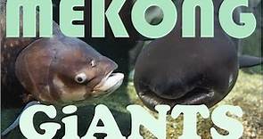 Giant Mekong Catfish & Giant Mekong Barb Tank - huge aquarium with Mekong river fish