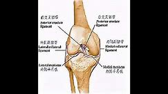 膝关节韧带详解（一）内外侧副韧带