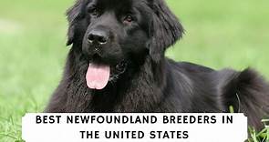 6 Best Newfoundland Breeders in the United States! (2024) - We Love Doodles