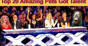 Best Top 20 Amazing Pet Animals Got Talent Auditions! This Video Has No Dislikes! Golden Dogs Cats!