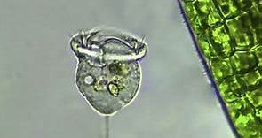 Vorticelas (Protozoos ciliados) vistas al microscopio