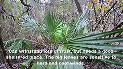 十种耐寒棕榈(Top 10 Palms that will survive without winter protection)
