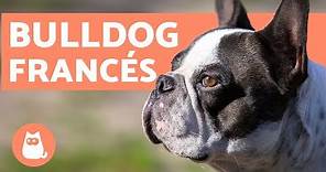 El bulldog francés - Características y cuidados