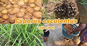 How to grow tiger nuts(Cyperus esculentus) for efficient yield.