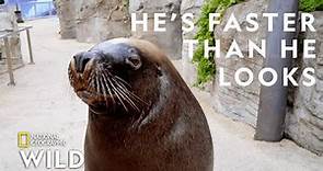 A Sea Lion Goes For a Walk | Secrets of the Zoo: Down Under