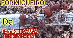 Formigueiro de Formiga CORTADEIRA saúva (Formiga Cabeçuda)