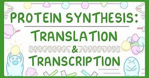 How are Proteins Made? - Transcription and Translation Explained #66