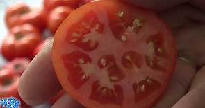 ⟹ Silvery fir tomato | Solanum lycopersicum | Tomato review 2018
