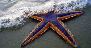 Facts: The Royal Starfish