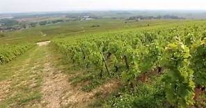 Discover The Red Wines of Burgundy