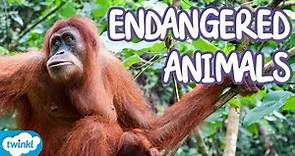 What Animals are Endangered? | Endangered Species Explained for Kids