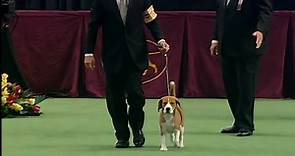 Embracing winners from... - Westminster Kennel Club Dog Show