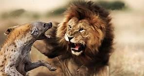 Territorio de leones: Rivales de sangre || Documentales nat geo wild Español 2020 HD