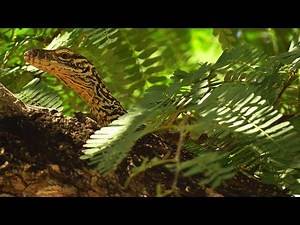 Baby Komodo Dragon (Varanus komodoensis) on Komodo Island