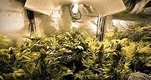 Coltivazione Cannabis Indoor: Illuminazione e Fotoperiodo! Scelta Luci ed ore di Luce e Buio