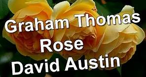 Graham Thomas Rose David Austin