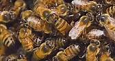 Esto les pasa a las abejas despues de picar... | Felipe Hernández Orona