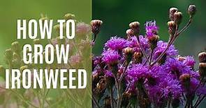 How to Grow Ironweed Vernonia | A Hardy Perennial Plant | A Beginner's Guide