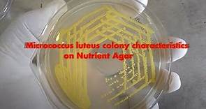 Micrococcus luteus colony characteristics on Nutrient Agar Demonstration