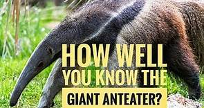 Giant Anteater || Description, Characteristics and Facts!