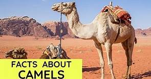 Camel Facts for Kids | Interesting Amazing Facts about Camels for Children