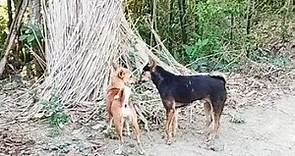 Male dog & female dog first time mating.
