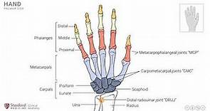 Anatomy of the Upper Limb: Osteology of Hand and Wrist Joint