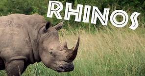 All About Rhinos for Kids: Rhinoceros for Children - FreeSchool