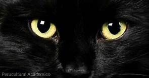 Edgar Allan Poe : El gato negro [Cuento completo]