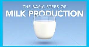 The basic steps of milk production
