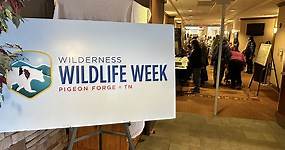 Wilderness Wildlife Week opens in Pigeon Forge