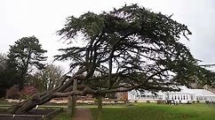 The incredible leaning tree in Worden Park, Leyland