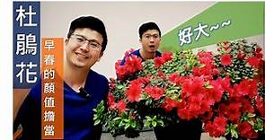 杜鵑花~台灣到處可見的早春顏值擔當，但總是種不好嗎~這支影片簡單介紹花期照料的一些小技巧，希望你會喜歡。#杜鵑花#花季#杜鵑花花季#伊恩愛種花#Azalea