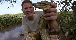 Steve Wrestles with a Green Anaconda | Deadly 60 | BBC Earth