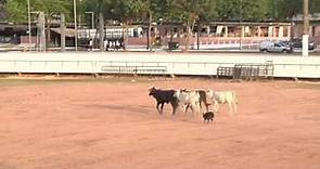 Palestra: Adestramento de Cães - Marcos de Sousa / Goiás Genética 2016