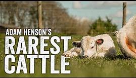 Less Than 280 In The World... Britain's Rarest Cattle - Adam Henson