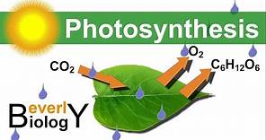 Photosynthesis (in detail)