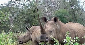 Remarkable Encounter: The White Rhino with an Extraordinary Horn