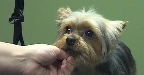 How to Groom A Yorkie (Puppy Cut) Yorkshire Terrier - Do-It-Yourself Dog Grooming