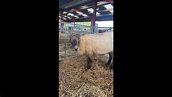 'Britain's loneliest sheep' has finally settled into her new home in Scotland after being stranded alone for two years