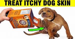 How To Treat Itchy Dog Skin at Home Naturally